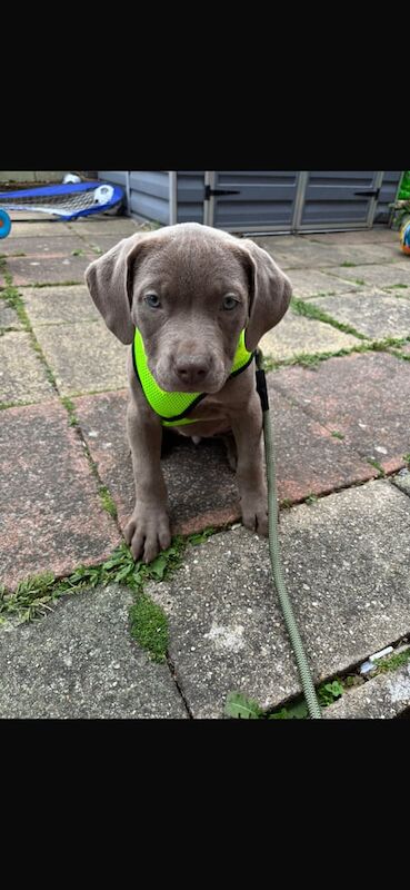 Cane Corso puppies for sale in Harrow, Greater London – 8 months old - Image 2 of 2