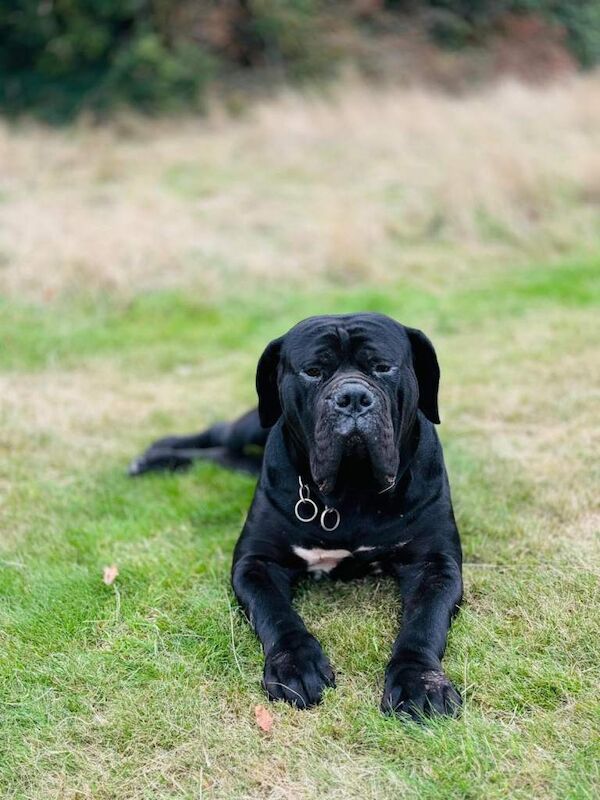 Black Cane Corso - Image 3 of 3