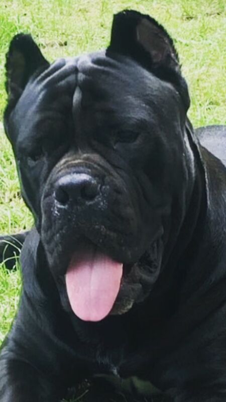 Cane Corso puppies wanted in West Midlands – 9 months old