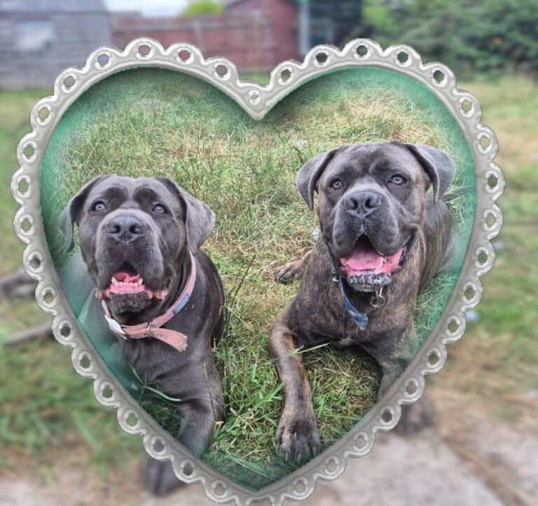 Cane Corso puppies for sale in Aberdeen, City of Aberdeen – 1 week old