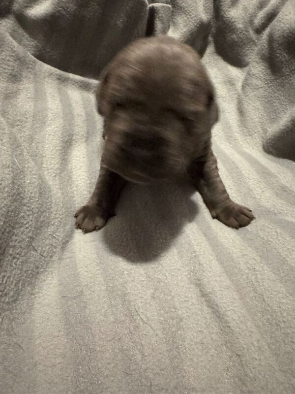 Cane Corso puppies for sale in Aberdeen, City of Aberdeen – 1 week old - Image 3 of 5
