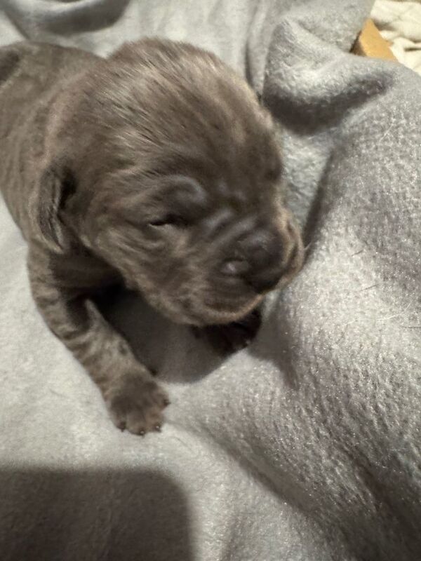 Cane Corso puppies for sale in Aberdeen, City of Aberdeen – 1 week old - Image 5 of 5