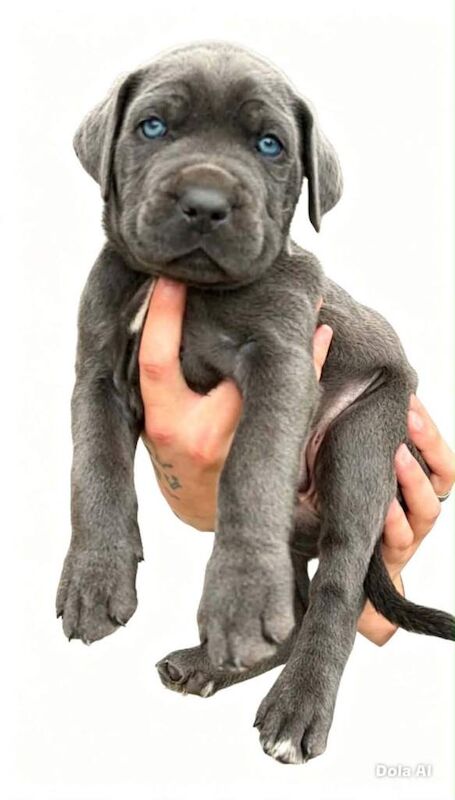 Blue Cane Corso puppy with striking blue eyes