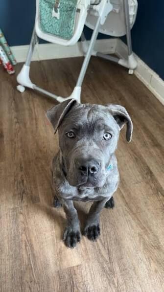 Brindle Cane Corso Brindles Puppy Puppies