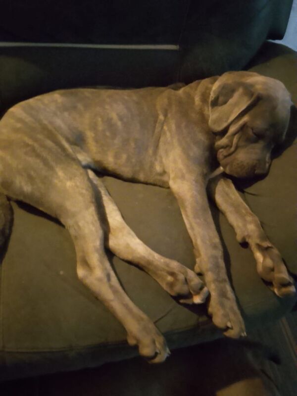 Brindle Cane Corso Brindles Puppy Puppies - Image 2 of 3