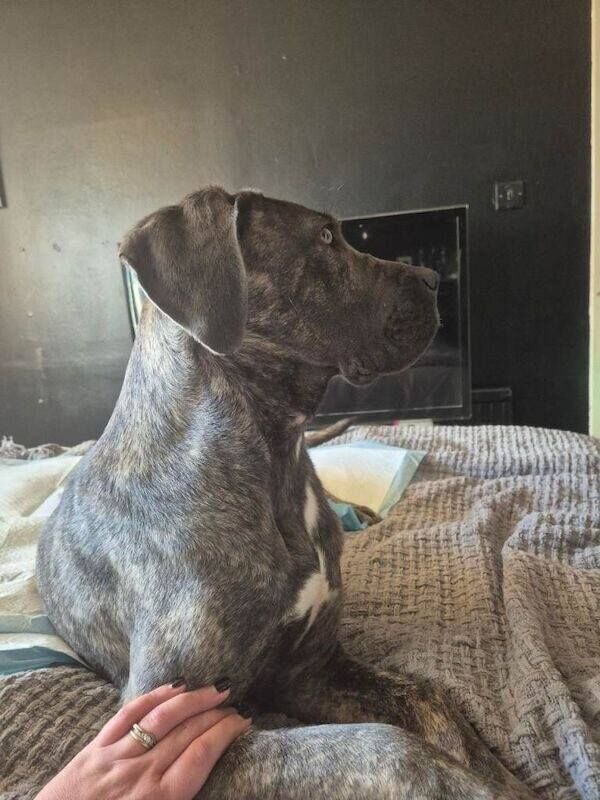 Brindle Cane Corso Brindles Puppy Puppies - Image 3 of 3