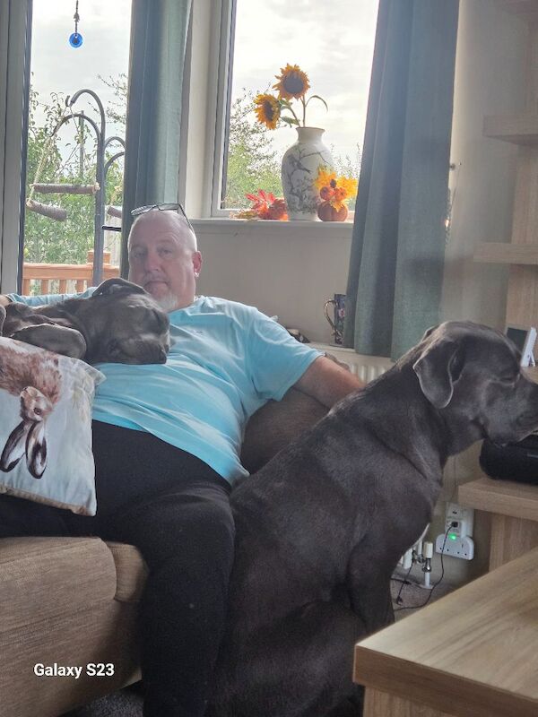 Brother and sister grey Cane Corsos 2yrs old