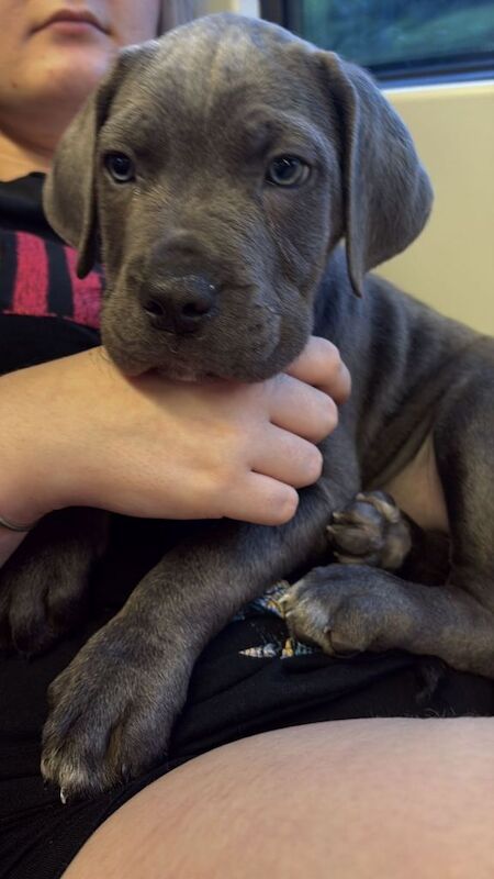 Cane Corso Puppies For Sale