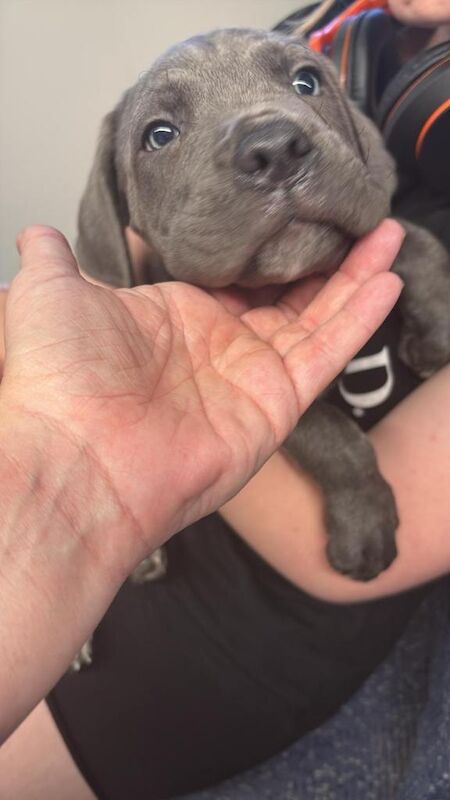 Caincorso female puppy - Image 2 of 3