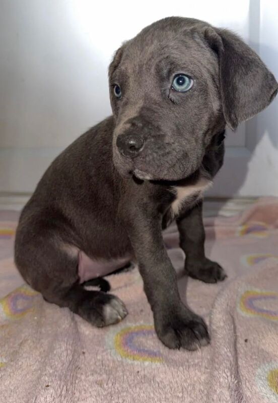 Caincorso female puppy - Image 3 of 3
