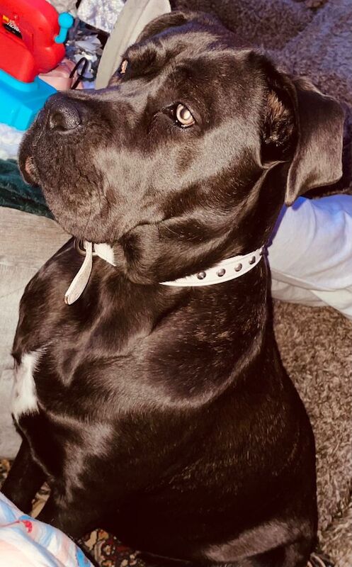 Cane Corso puppies for sale in Chelmsford, Essex – 1 year old