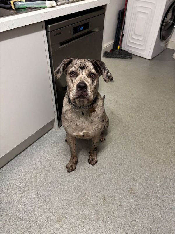 Cane Corso Puppies For Sale Under £1,000