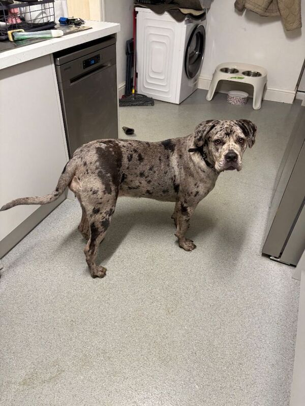 Cane Corso puppies for sale in Maidstone, Kent – 10 months old - Image 4 of 4