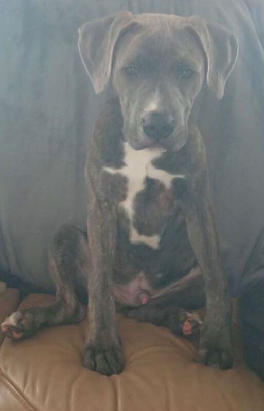 Cane Corso Puppies For Sale