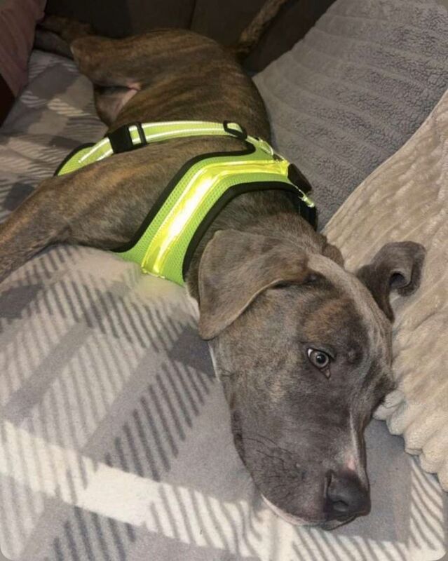 Came corso - Image 2 of 3