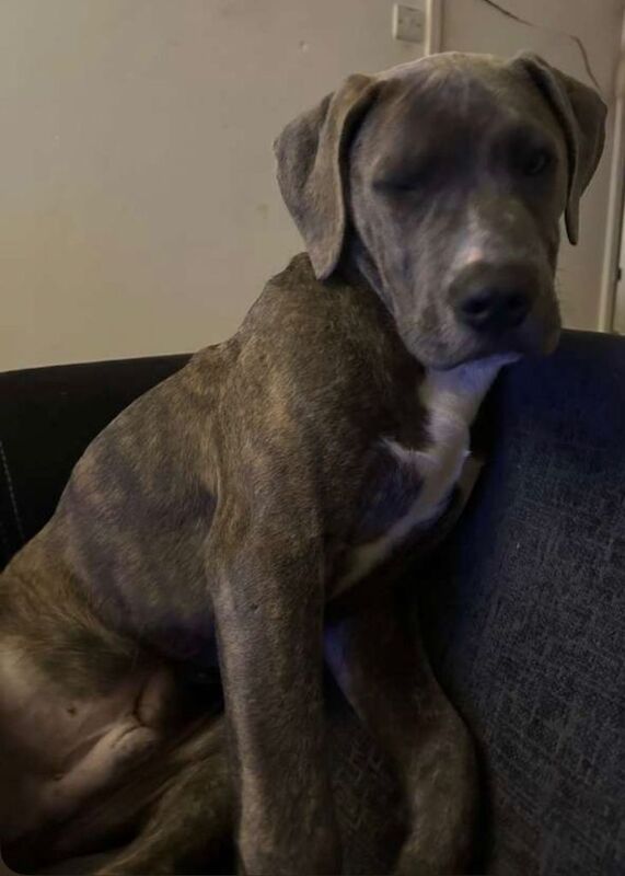 Came corso - Image 3 of 3