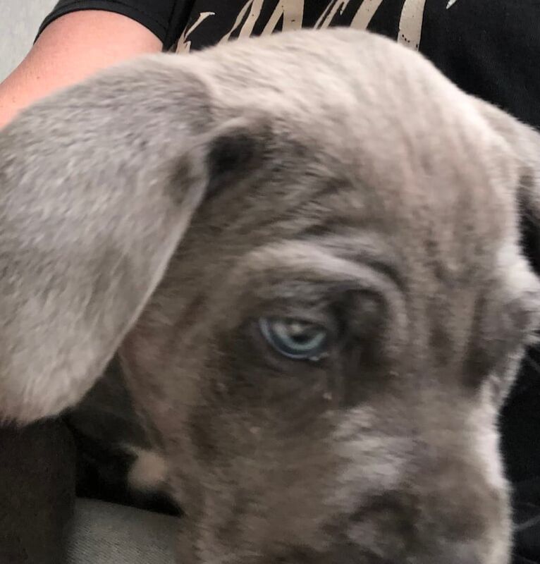 Came Corso puppies for sale in Cardiff / Caerdydd, South Glamorgan