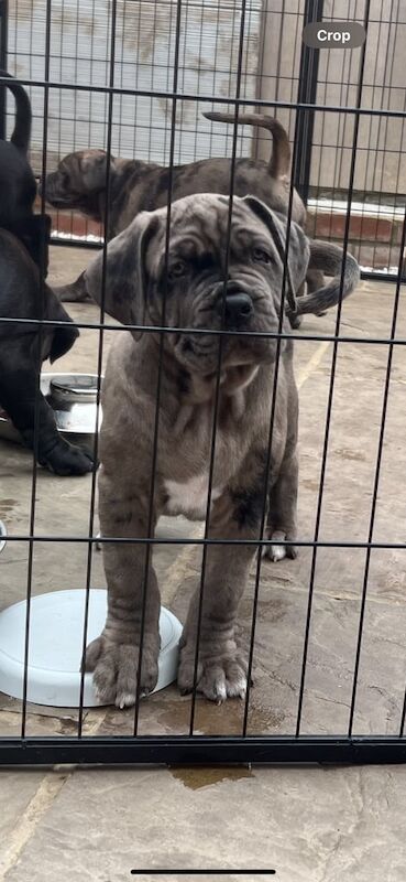 Can corso for sale in Gravesend, Kent | Image 2