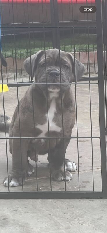 Can corso for sale in Gravesend, Kent | Image 3