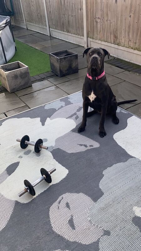 Cane Corso puppies for sale in Chelmsford, Essex – 9 months old