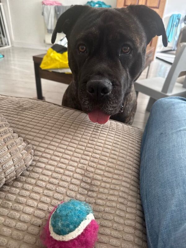 Can e Corso