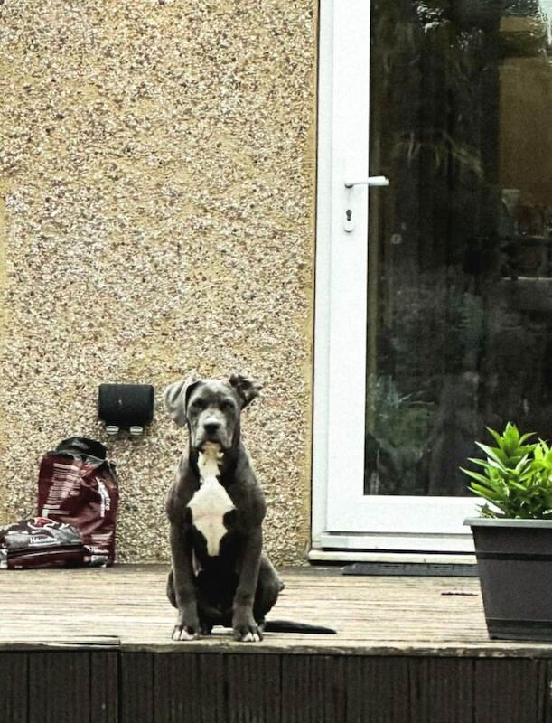 Cane Coeso For Sale - Female £475