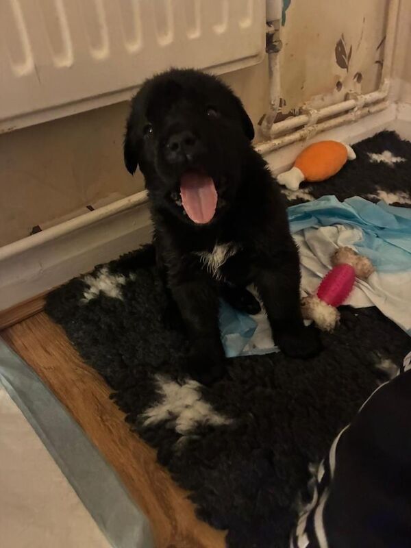 Cane Corso puppies for sale in Minster on Sea, Kent – 5 weeks old