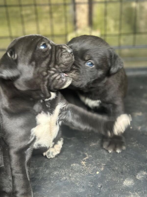 Cane Corso 10 weeks old -3 girls ready to go for sale in Enfield, Greater London