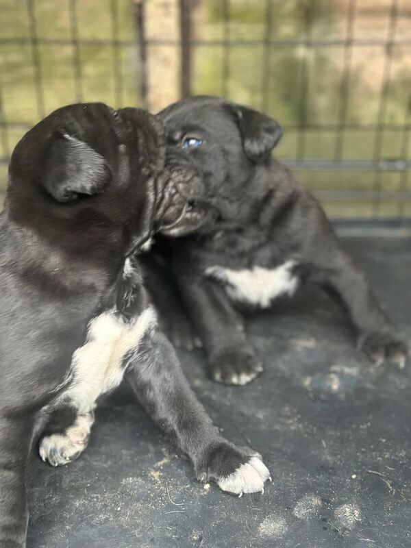Cane Corso 10 weeks old -3 girls ready to go for sale in Enfield, Greater London | Image 2