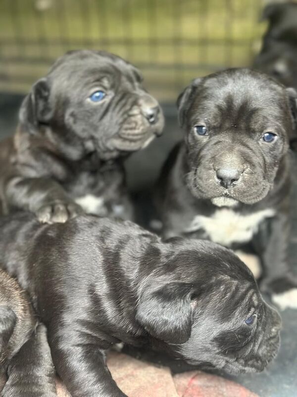 Cane Corso 10 weeks old -3 girls ready to go for sale in Enfield, Greater London | Image 3