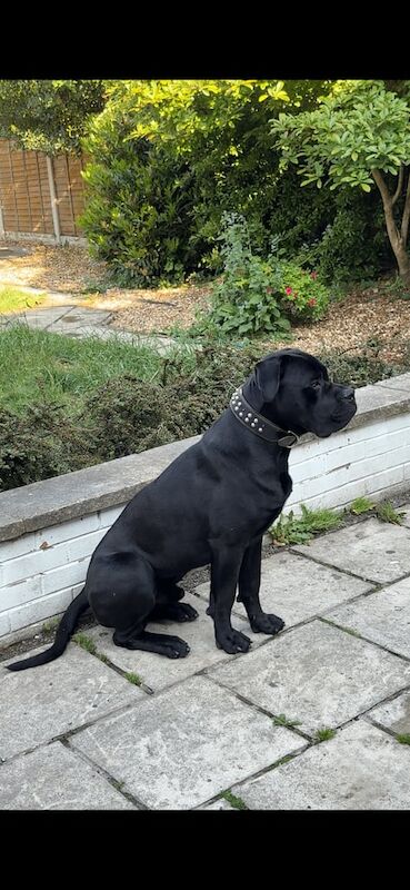 Cane corso 10m for sale in Edgbaston, West Midlands
