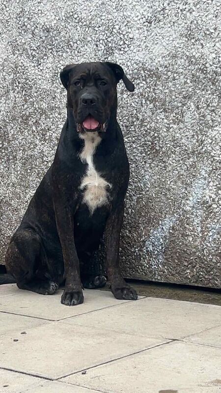 Cane Corso puppies for sale in Barry, Angus – 1 year old
