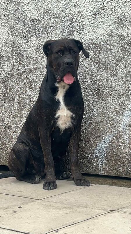 Cane Corso puppies for sale in Barry, Angus – 1 year old - Image 2 of 3