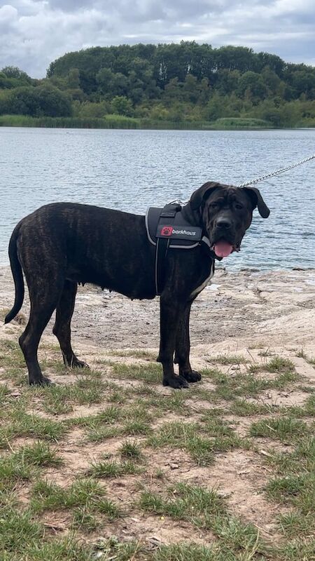 Cane Corso puppies for sale in Barry, Angus – 1 year old - Image 3 of 3