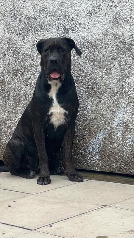 Cane Corso puppies for sale in Barry, Angus – 1 year old