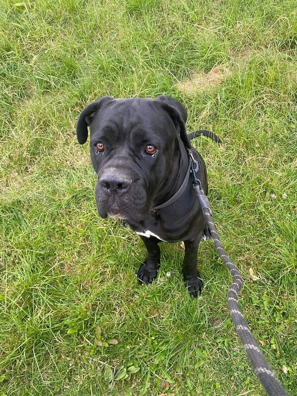 Cane Corso puppies for sale in Peckham, Greater London – 2 years old