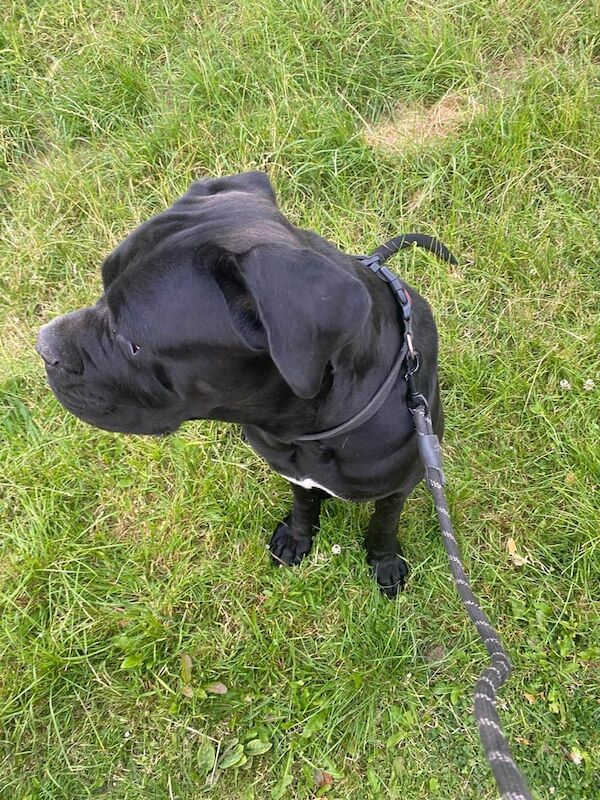 Cane Corso puppies for sale in Peckham, Greater London – 2 years old - Image 2 of 3