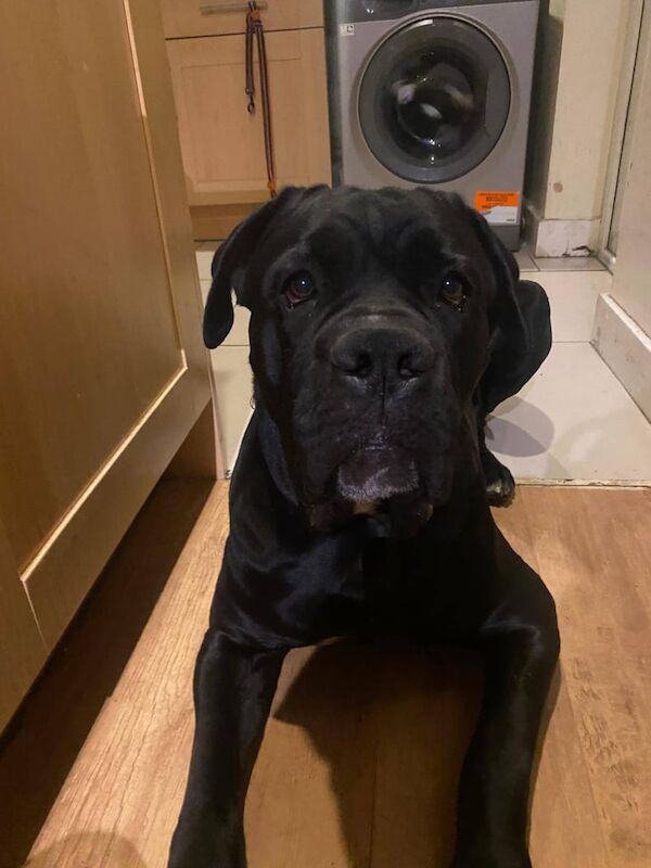 Cane Corso puppies for sale in Peckham, Greater London – 2 years old - Image 3 of 3
