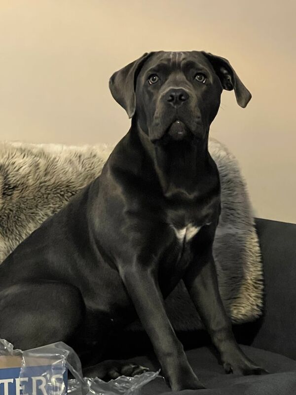 Cane corso for sale in Sunderland, Tyne and Wear