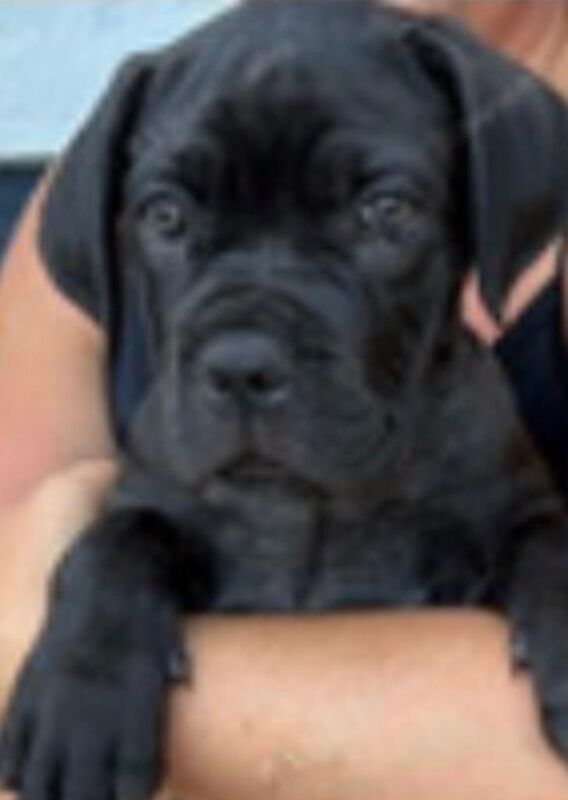 Cane Corso 13wks male solid black