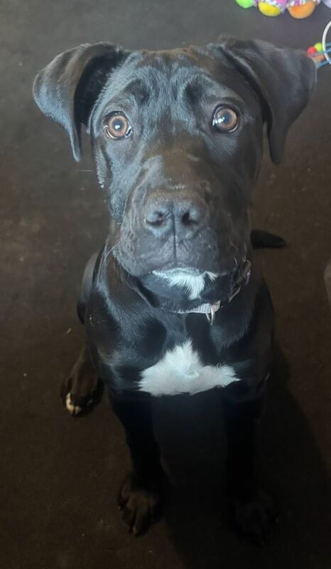 Cane Corso for sale in Ashburton, Devon