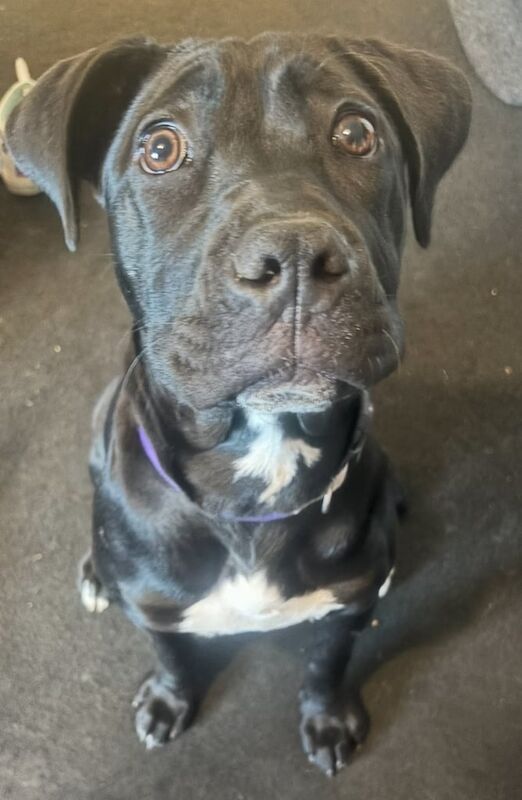 Cane Corso for sale in Ashburton, Devon | Image 2