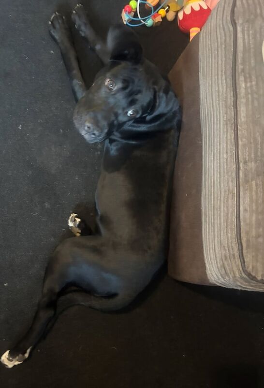 Cane Corso for sale in Ashburton, Devon | Image 3