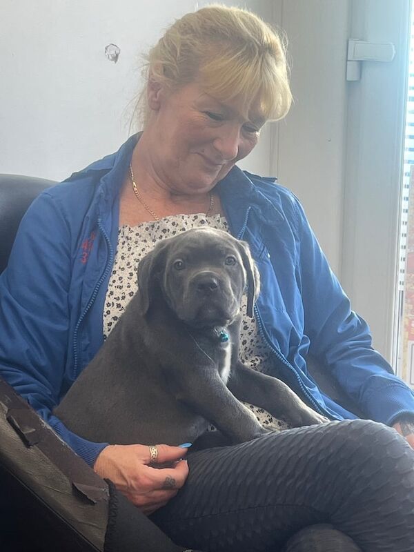 Cane corso for sale in Sunderland, Tyne and Wear