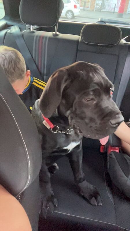 Cane Corso puppies for sale in Kettering, Northamptonshire – 3 months old