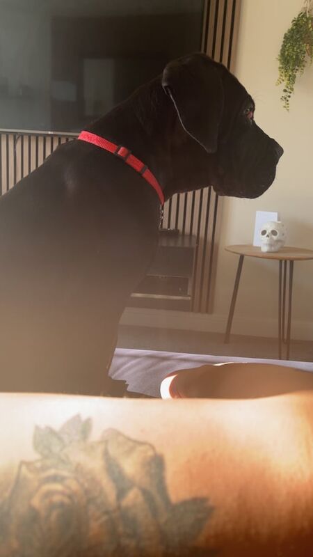 Cane Corso puppies for sale in Kettering, Northamptonshire – 3 months old - Image 2 of 3