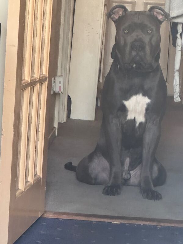 Cane corso for sale in Feltham, Greater London