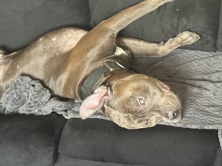 Cane corso for sale in Feltham, Greater London | Image 2