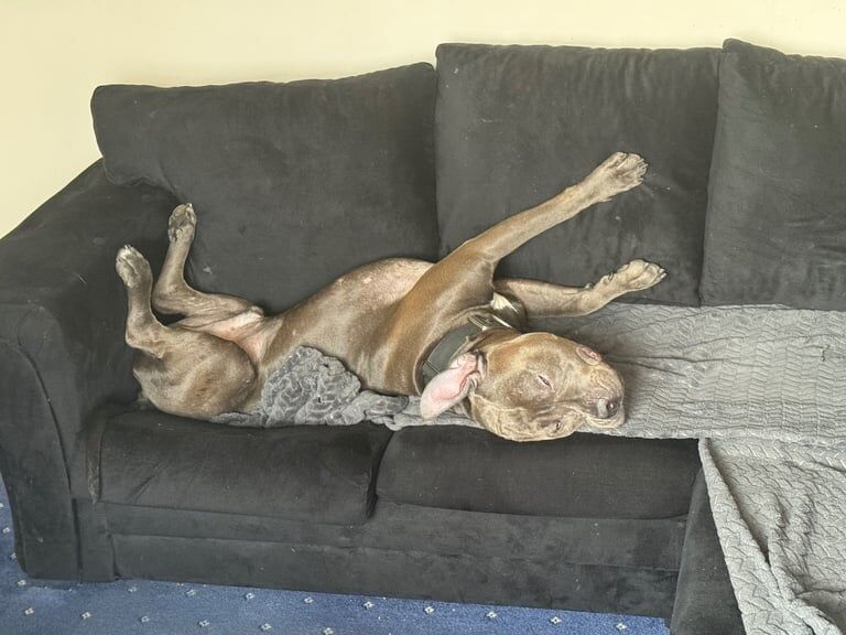 Cane corso for sale in Feltham, Greater London | Image 3