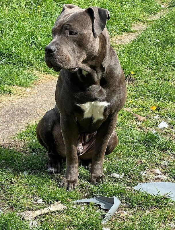 Cane corso for sale in Westminster, Greater London
